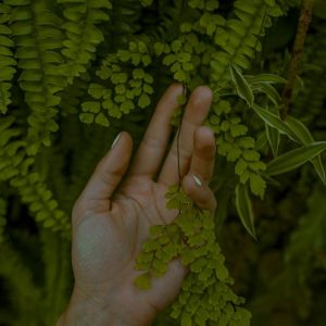 person holding green leafed plant