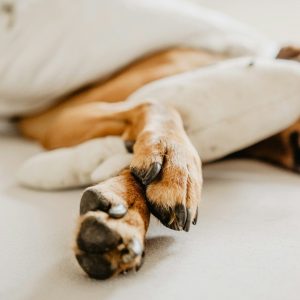 dog's paws