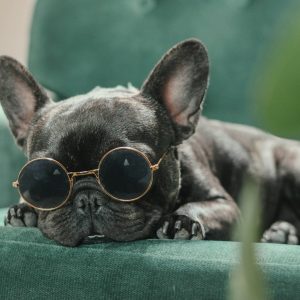 a small dog wearing sunglasses laying on a couch